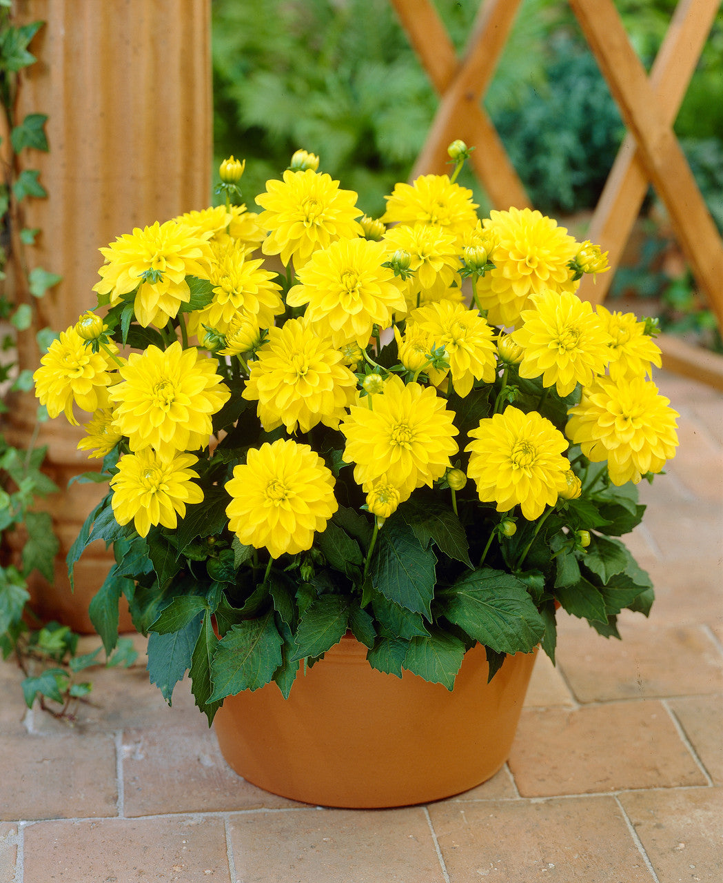 Gallery Cèzanne Dahlia